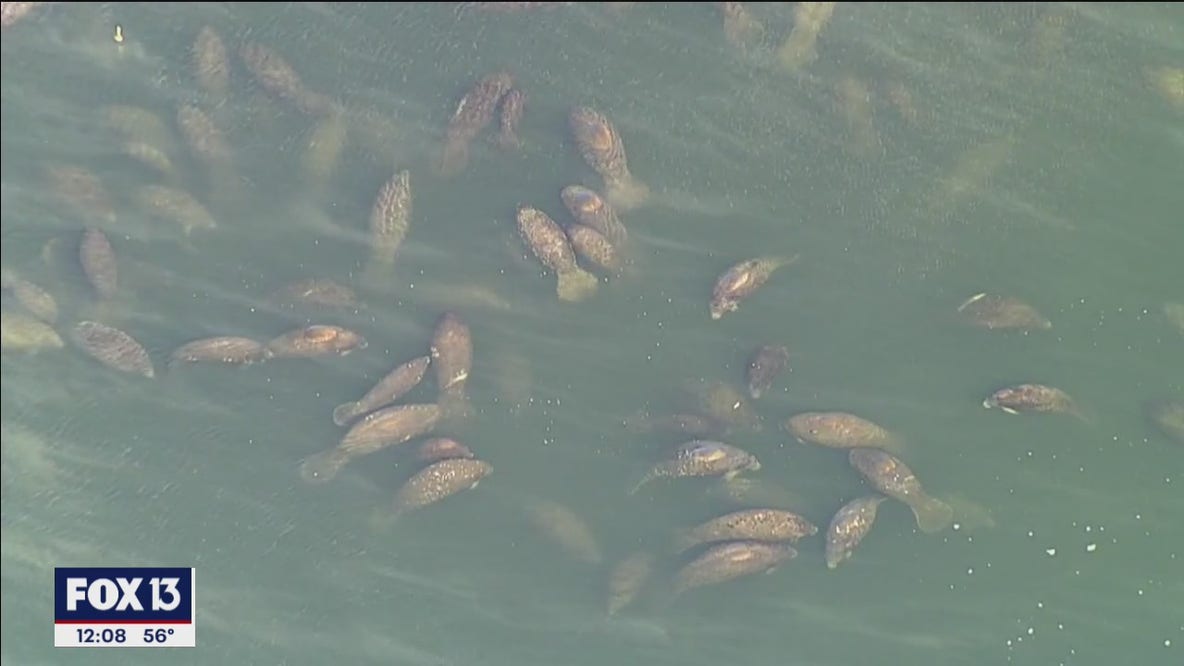 Manatees warm up near TECO power plant on cold morning